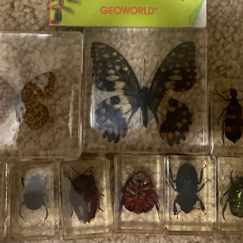 Geoworld Bugs World 12 Varieties Compared